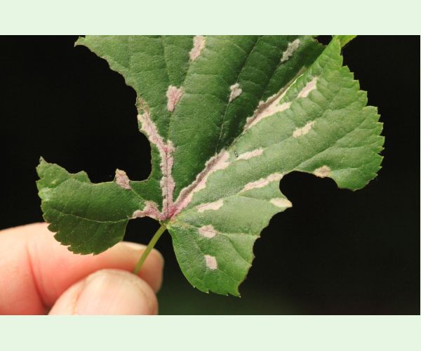 Roztoč Eriophyes nervalis