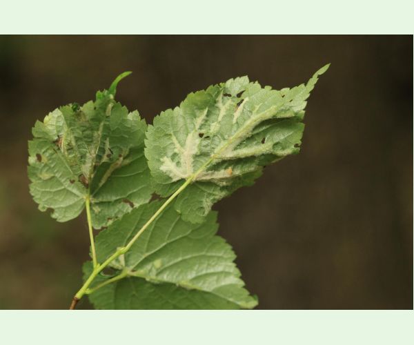 Roztoč Eriophyes nervalis
