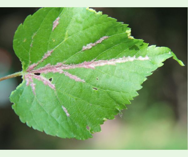 Roztoč Eriophyes nervalis