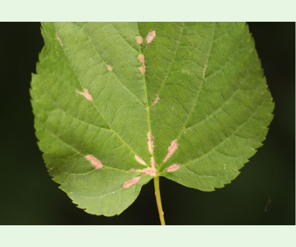 Roztoč Eriophyes nervalis
