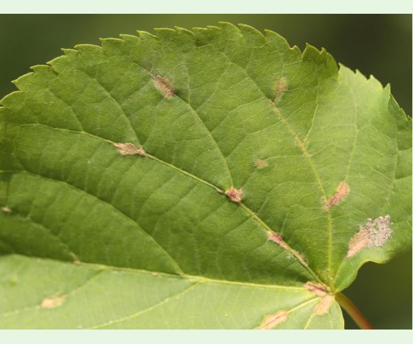 Roztoč Eriophyes nervalis