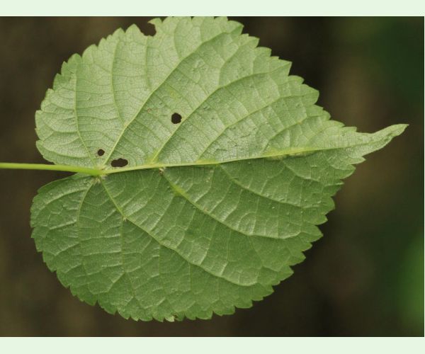 Roztoč Eriophyes nervalis