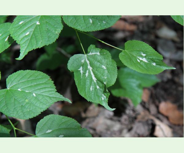 Roztoč Eriophyes nervalis