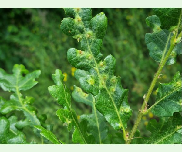 Hrčiarka Janetia cerris