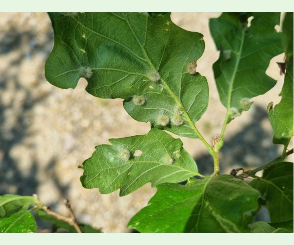 Hrčiarka Janetia cerris