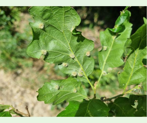 Hrčiarka Janetia cerris