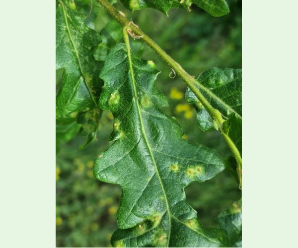 Hrčiarka Janetia cerris