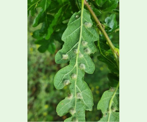 Hrčiarka Janetia cerris