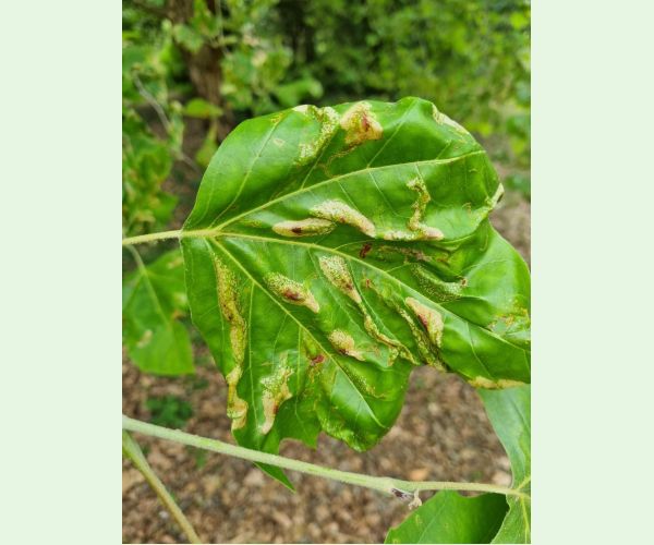 Ploskáčik platanový