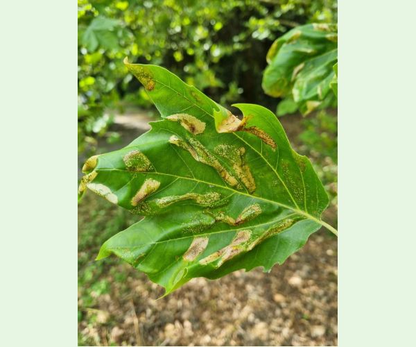 Ploskáčik platanový