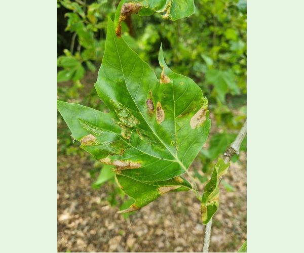 Ploskáčik platanový