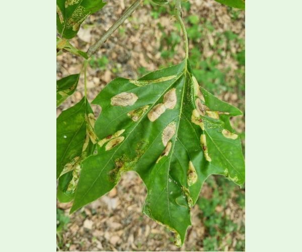 Ploskáčik platanový