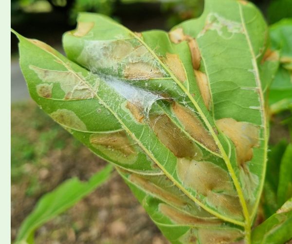 Ploskáčik platanový