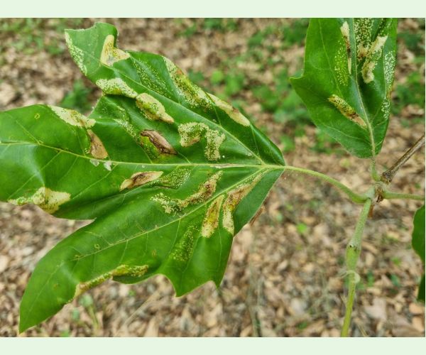 Ploskáčik platanový