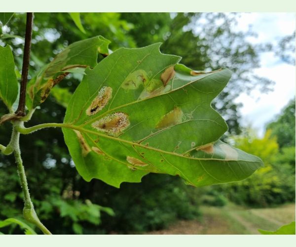 Ploskáčik platanový
