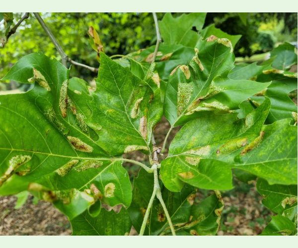 Ploskáčik platanový