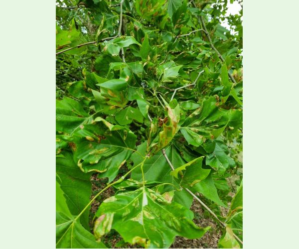 Ploskáčik platanový