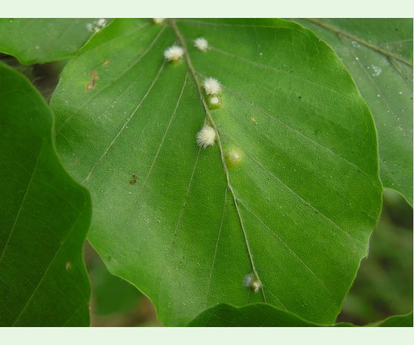 Byľomor Hartigiola annulipes