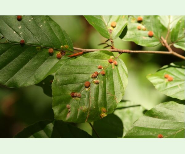 Byľomor Hartigiola annulipes