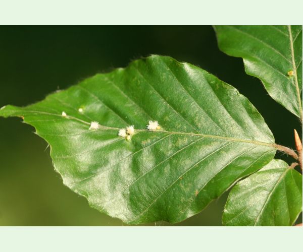 Byľomor Hartigiola annulipes
