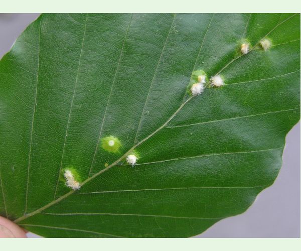 Byľomor Hartigiola annulipes