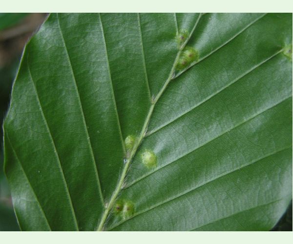 Byľomor Hartigiola annulipes