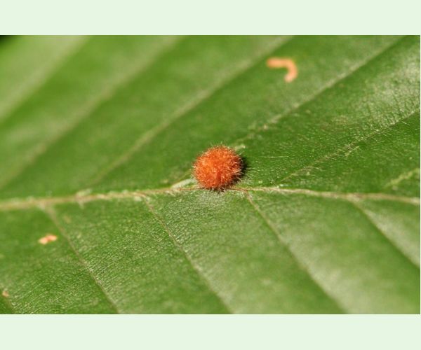 Byľomor Hartigiola annulipes