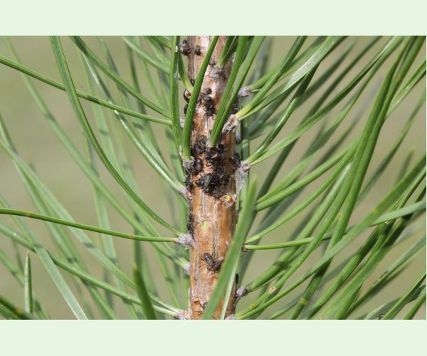 Medovnica borovicová