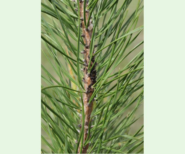 Medovnica borovicová