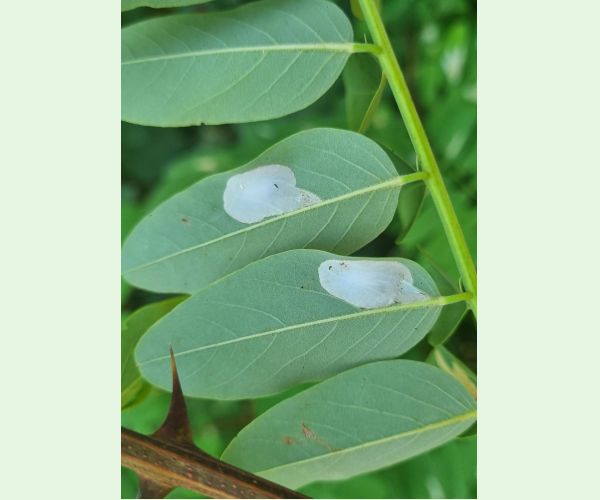 Ploskáčik agátový