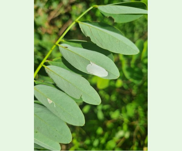 Ploskáčik agátový