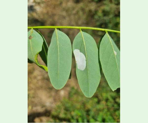 Ploskáčik agátový