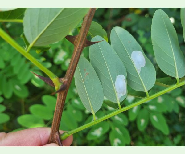 Ploskáčik agátový