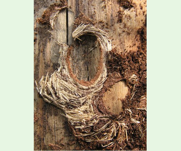 Vrzúnik borovicový