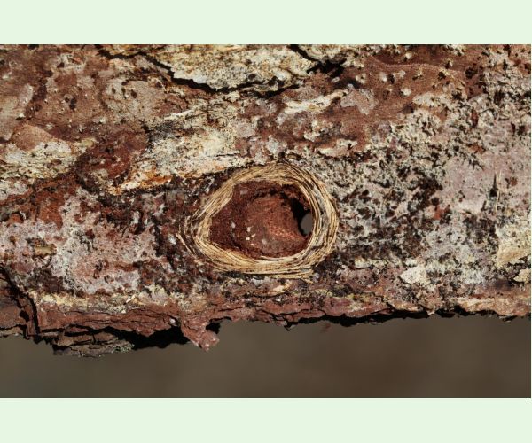 Vrzúnik borovicový