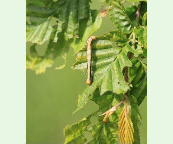 Piadivka pomarančová