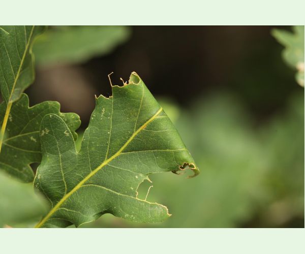 Obaľovač Archips xylosteana