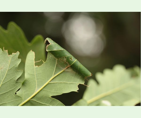 Obaľovač Archips xylosteana