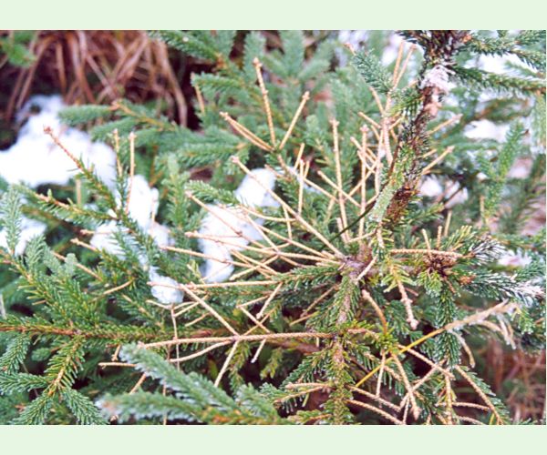 Kalichovka jedľová