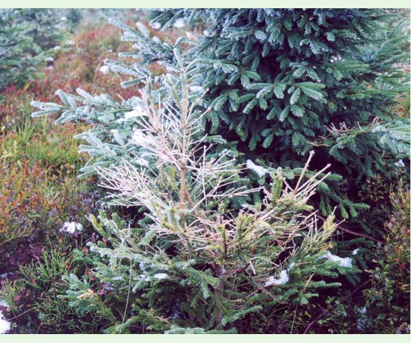 Kalichovka jedľová