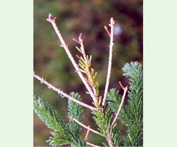 Kalichovka jedľová