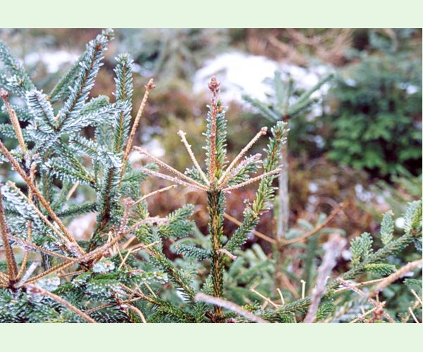 Kalichovka jedľová