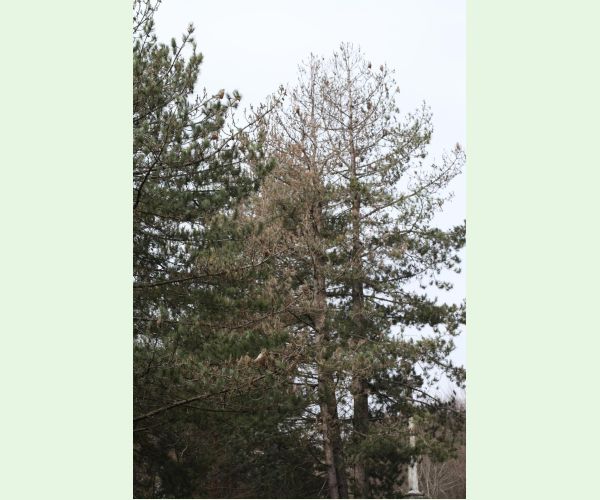 Priadkovček Thaumetopoea pityocampa