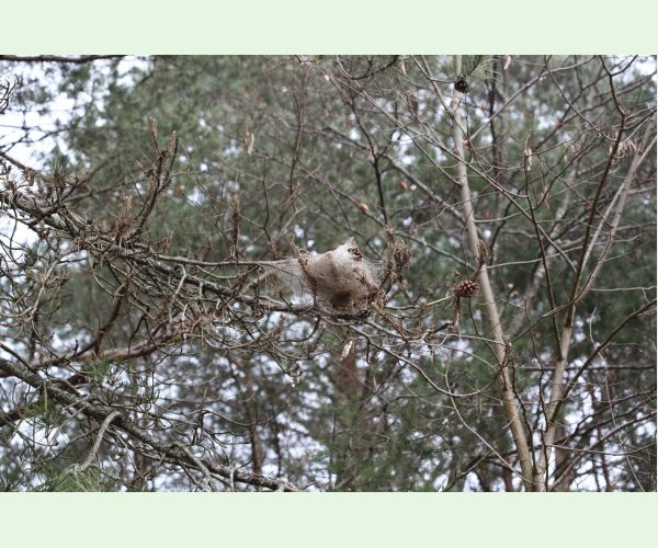 Priadkovček Thaumetopoea pityocampa