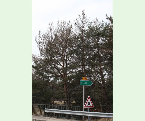 Priadkovček Thaumetopoea pityocampa