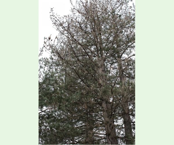 Priadkovček Thaumetopoea pityocampa