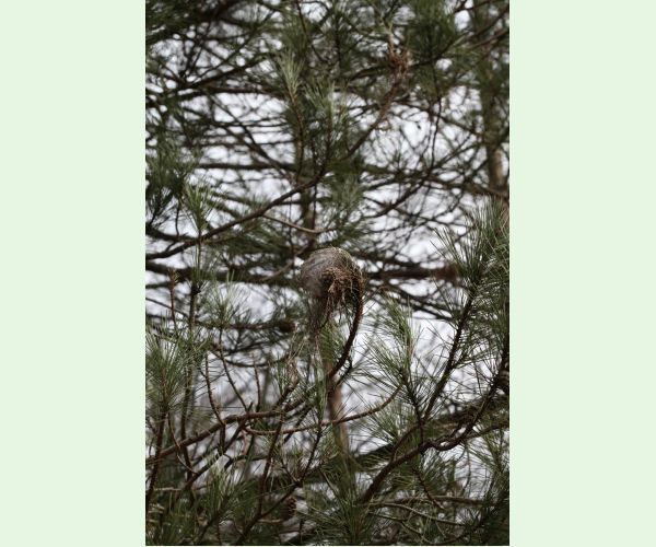 Priadkovček Thaumetopoea pityocampa