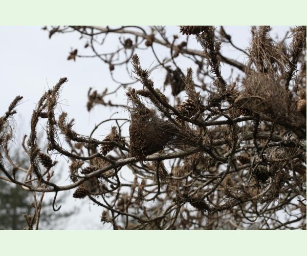 Priadkovček Thaumetopoea pityocampa