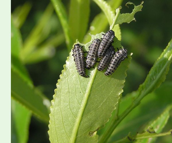 Liskavka Chrysomela vigintipunctata