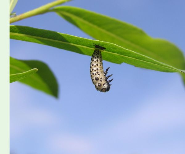Liskavka Chrysomela vigintipunctata